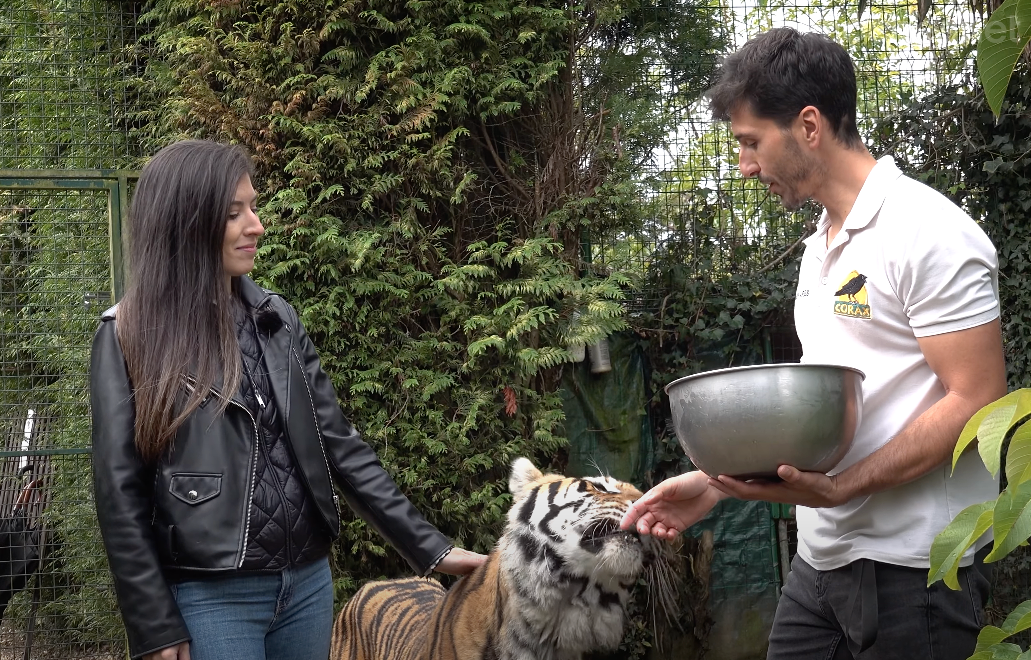 En el Centro Educativo de Fauna Corax, en Paderne, A Coruña, conviven muchas especies que son ejemplo de simbiosis